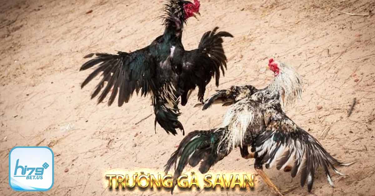 Luật chơi tại trường gà quốc tế Savan Lào